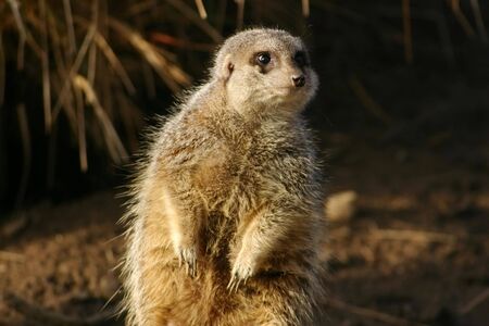 Meerkat standing guardの写真素材