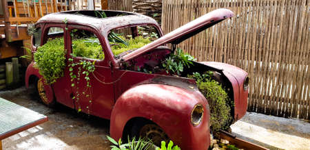 Abandoned old red car with overgrown plants growing inside and in the engineの写真素材