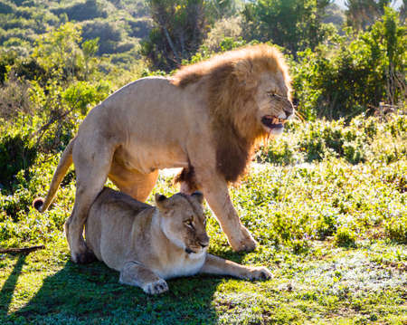 Male lion featured in BBC Earth Wild Lands South Africaの写真素材