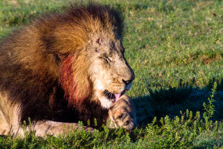 Male lion licking hos wounds from a fight with his son the previous night.  He is featured in BBC Earth Wild Lands South Africaの写真素材
