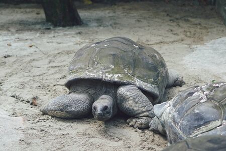 Giant tortoiseの写真素材