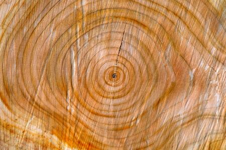 Wood trunk texture on cut, timber industryの写真素材