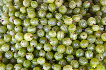 Fresh gooseberry Background. eco farm berry from fields and orchardsの写真素材