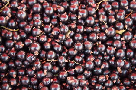 Fresh black currant Background. eco farm berry from fields and orchardsの写真素材