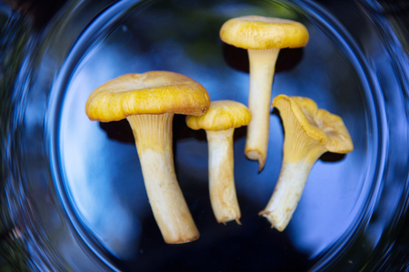 Raw wild chanterelle mushrooms redy for cooking on a black plateの写真素材