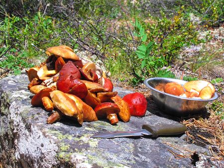 Picking mushrooms in the summer.の写真素材