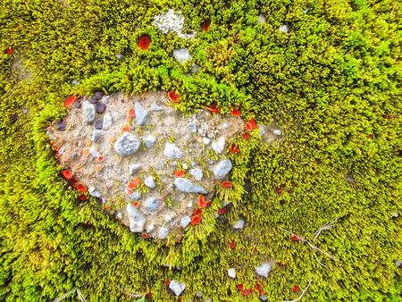 Flowers in Mongolian Altai mountainsの写真素材