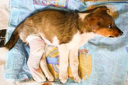 Puppy with a broken paw and plaster.の写真素材