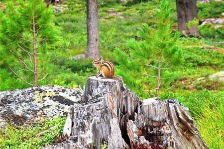 Wild Siberian chipmunk sitting on a stump in the forest at the cottageの写真素材