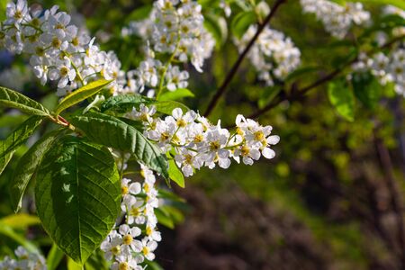 Closeup of branch of bird cherry, brightly backlit against skyの写真素材