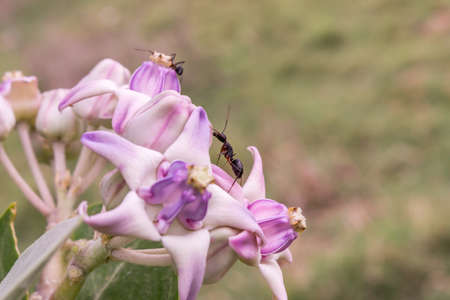 Wild flowers