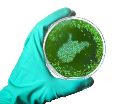 A simulated view through a microscope on bacterias in the shape of West Virginiaの写真素材