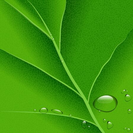 ector water drops on green leaf macro backgroundのイラスト素材
