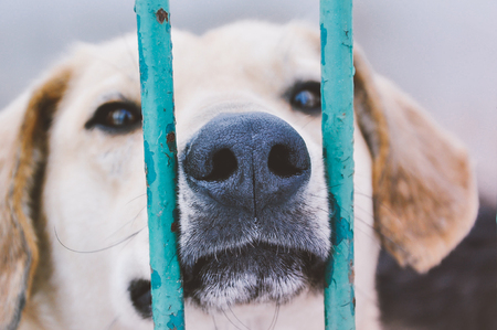 Adoption, pets, sad animals concept. Cute little puppy behind bars in a animal shelter waiting for a new ownerの写真素材