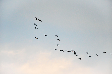 Beautiful group of birds flying on calm blue pink sky with smooth clouds. Nature concept.の写真素材