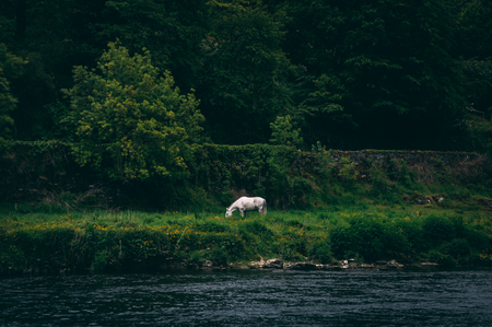 One beautiful white horse eating grass in forest near flowing water. Wild animals captured in nature.の写真素材