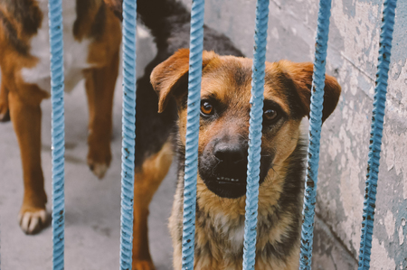 Adoption, pets, sad animals concept. Cute little puppy behind bars in a animal shelter waiting for a new ownerの写真素材
