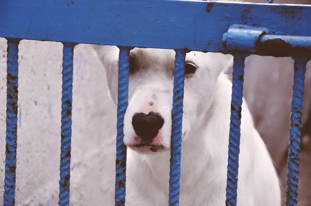 Cute sad little white dog puppy with black nose in heart shape behind cage bars in animal shelter, waiting for new owner, love need concept.の写真素材