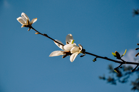 Beautiful flowers on branch blooming in sunlight, summer blue sky in background.の写真素材