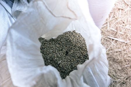 Close up of rye grain in a white bag. Rural, agricultural, objects, natural food concept.の写真素材