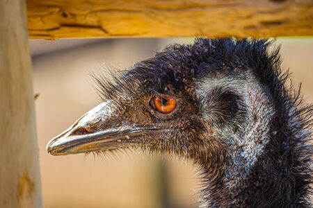 An emu inside a fenced-in area looks out by the corner fencepost. Its orange eye looks bright, and...