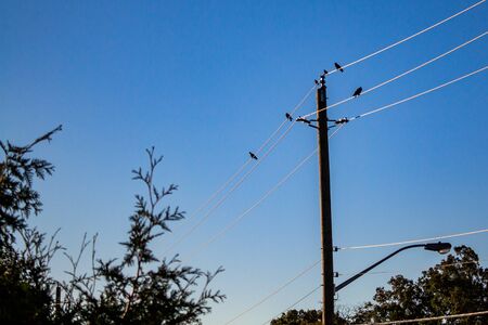 Birds are perched on power lines held up by a wooden pole.