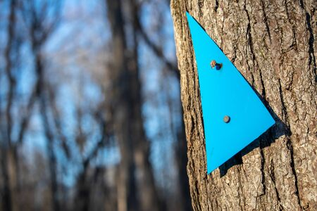 A plastic blue triangle serves as an arrow trail marker as it is nailed loosely to a tree trunk. Viewed up close, its clear edges and the textured bark area seen against a blurred forest behind it.の写真素材