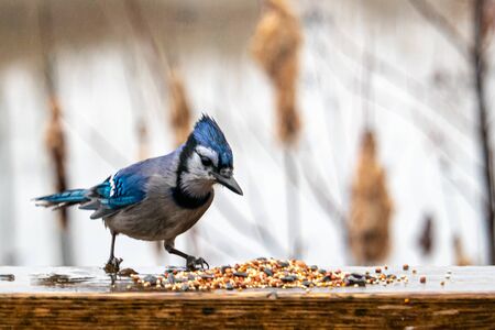 A wet blue jay in rainy weather inspects birdseed that has been spilled out in a small pile on a wooden railing. The seeds were left at a popular birdwatching spot.の写真素材