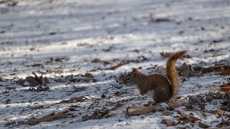 An American red squirrel holds up its tail as it inquisitively explores the snow along a pathway in...