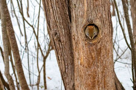A cute American red squirrel in a Canadian forest sticks its head out of a hole in a hollowed out...