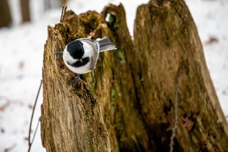 A black-capped chickadee is perched and looking curious on the decomposing, mossy stump of a tree. It is winter, and snow can be seen on the forest floor in the background.の写真素材
