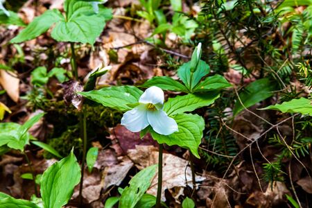 A white, wild trillium grows in the spring on an Ontario forest floor, emerging from last year's fallen leaves.の写真素材
