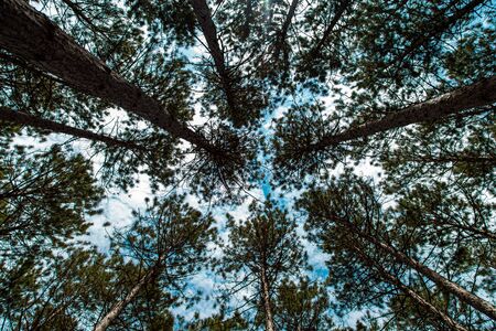 A low-angle view looks up at tall evergreen pine trees in a forest with a cloudy blue sky overhead.の写真素材