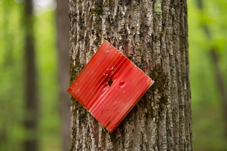 A red square trail marker is nailed to the rough trunk of a tree along a hiking trail in a forest.の写真素材