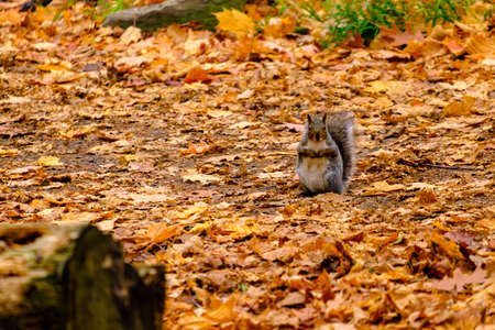 An eastern grey squirrel (Sciurus carolinensis) sits upright in the woods among fallen autumn leaves...