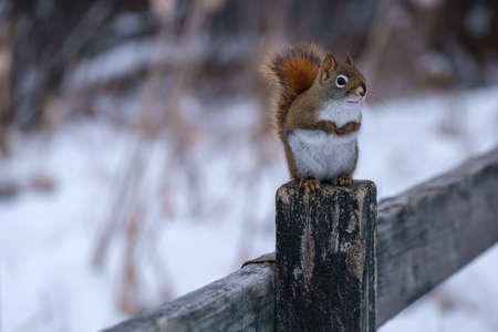 An American red squirrel is sitting upright on a fence in winter, holding its front paws close to its chest. The critter looks to the side from its perch.の写真素材
