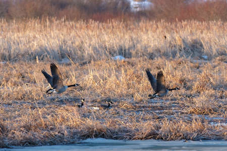 Two Canada geese are flying low through a marsh, with two others resting in the icy waters behind them.の写真素材