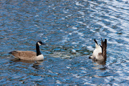 Two Canada geese (Branta canadensis) are swimming on the surface of blue lake water, with one upended, diving its head into the water to feed.の写真素材