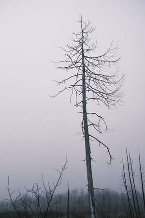 A dead tree stands alone in the winter. Its bare trunk and branches show some charred areas from a forest fire.の写真素材