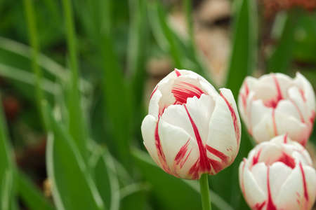 Close-up view of Canada 150 tulip flowers with their red and white coloring in front of a green background.の写真素材