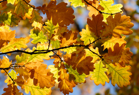 Natural background, colorful autumn leaves highlighted by the sun