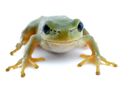 Small green tree frog sitting on white card. Isolated background.の写真素材