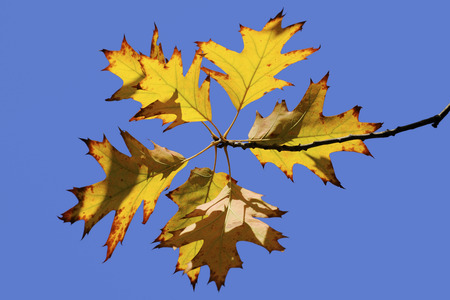 Colorful autumn leaves in the park, blue sky in background
