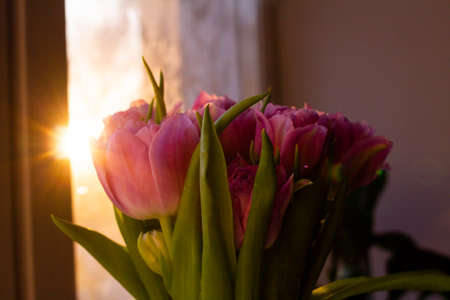 a bouquet of tulips in the rays of the setting sun