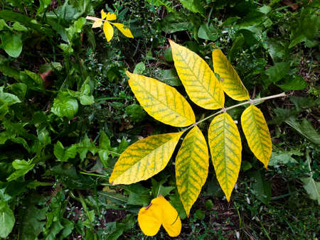 a branch with autumn yellow leaves on the grassの写真素材