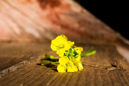 Fresh arugula or rucola leaves with flower over on a wooden backgroundの写真素材