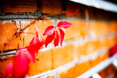 Red leaves of wild grapes, autumn seasonの写真素材