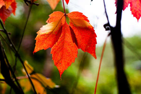 Red leaves of wild grapes, autumn seasonの写真素材