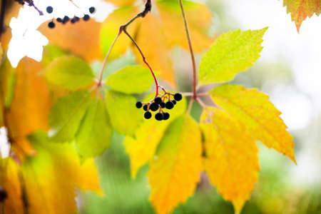 yellow leaves of wild grapes, autumn seasonの写真素材