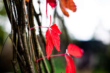Red leaves of wild grapes, autumn seasonの写真素材